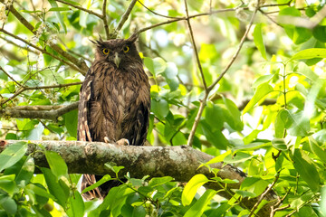 brown fish owl on a branch from hazarikhil forest, chattogram, bangladesh