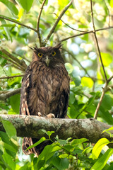 Brown fish owl, Strigidae from  hazarikhil forest  chattogram Bangladesh