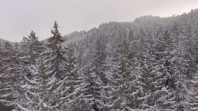 Schneebedeckter Wald