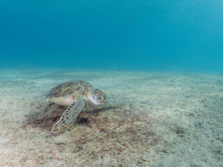 Obraz na płótnie Canvas Sea turtle eating