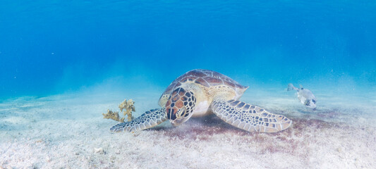 Sea turtle eating