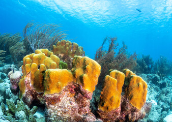 Coral reef in blue ocean
