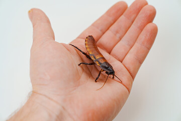 a man holds in hand a large hissing Madagascar cockroach on a white background