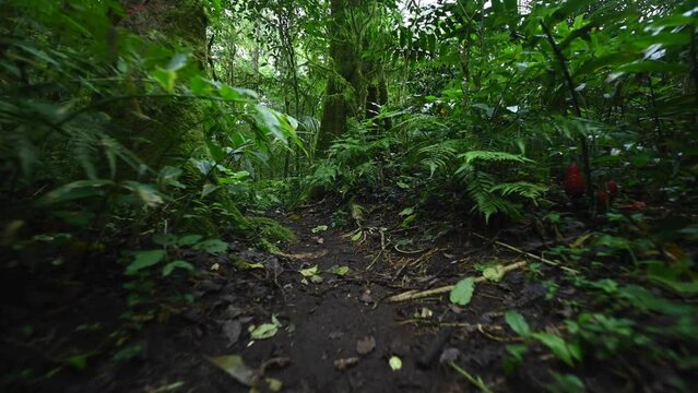 Walking Through Lush Green Jungle forest by pathway