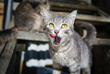 Grey cat with big yellow eyes close-up. Cats walking on the porch of a wooden house.