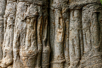 Tree bark in Tenkodogo, Burkina Faso.