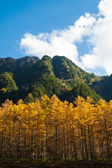 黄葉したカラマツ林、秋の上高地