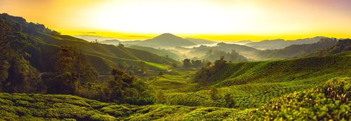 Tea fields in Cameron Highlands, Malaysia