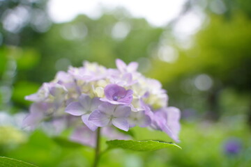 日本の多摩川台公園の紫陽花の花