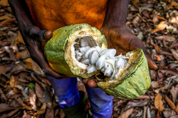Young cocoa plantation worker  opening a pod in Guezon, Ivory Coast.