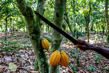 Cocoa harvest in a plantation near Agboville, Ivory Coast.