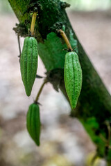 Cocoa plantation near Guezon, Ivory Coast. Close-up of cherelles (buds).