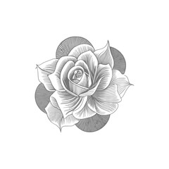 Nice Roses  Vector artwork coloring page, coloring book, black outline hand drawn sketch. Vector element for natural, wedding design, plant, botanical illustration, coloring book, line art.