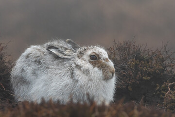 Mountain hare (Lepus timidus) in the rain, Perthshire Highlands, Scotland © Alex Cooper
