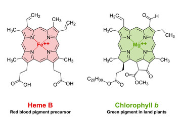Heme and chlorophyll similarities in chemical structure. A plane porphyrin ring with 4 nitrogen atoms, binding an iron atom for the red blood pigment, and a magnesium atom for the green plant pigment. - obrazy, fototapety, plakaty