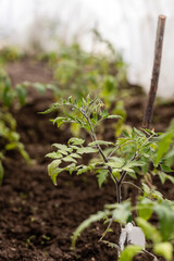 Seedlings of tomatoes planted in a greenhouse, in the spring. Growing, feeding tomatoes in a greenhouse 