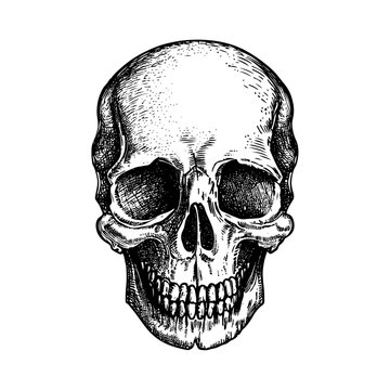 Skull vector sketch, engraving skull