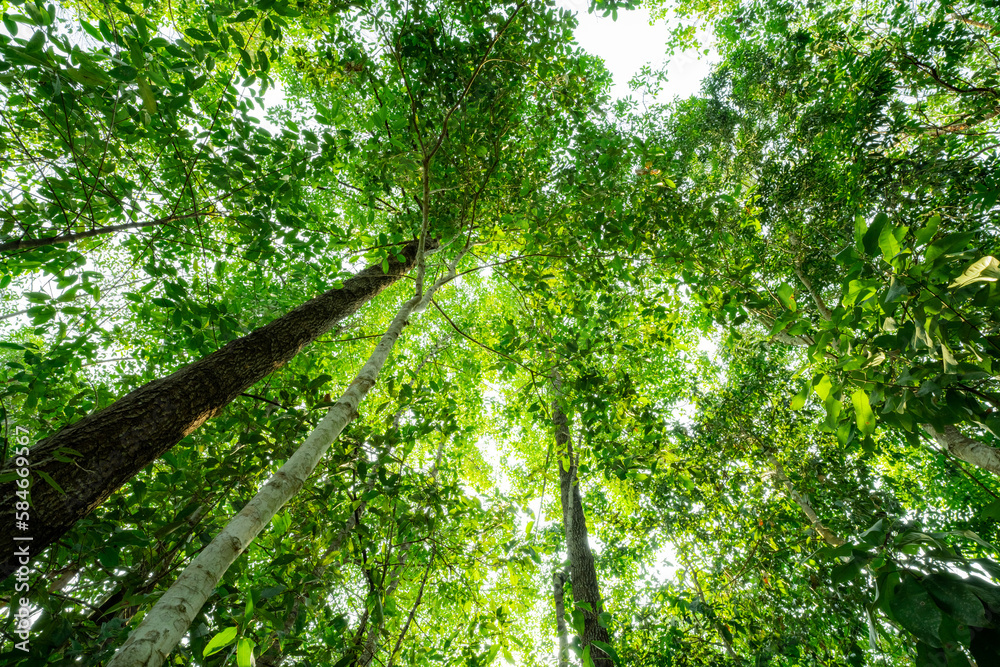 Canvas Prints bottom view of tree trunk to green leaves of trees in tropical forest. tree forest for sale carbon c