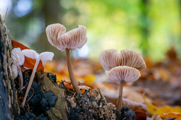 Kleine Gruppe von Rübling Pilzen im Wald - obrazy, fototapety, plakaty