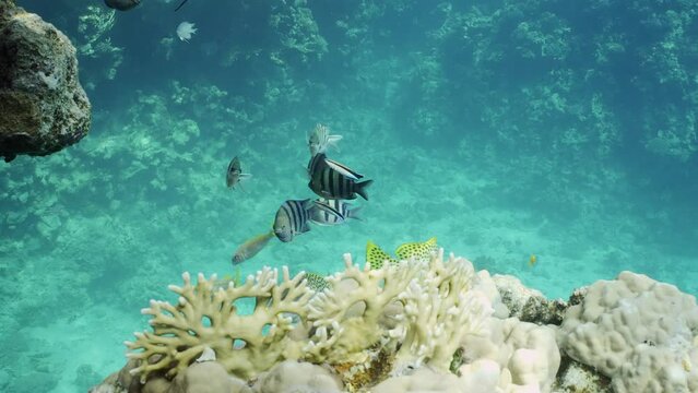 Sergeant fishes on cleaning station, Slow motion. Group of of Indo-Pacific sergeant (Abudefduf vaigiensis) and other fish swims on coral reef at cleaning station, Cleaner fish clean them