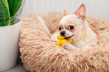 A light-colored chihuahua dog lies in a dog bed. He gnaws a yellow toy. There is a green vase in...