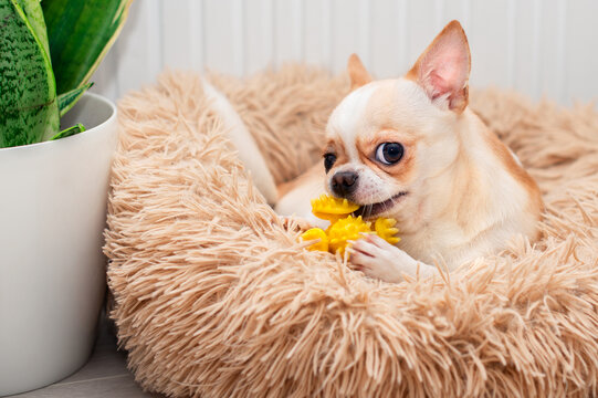 A light-colored chihuahua dog lies in a dog bed. He gnaws a yellow toy. There is a green vase in the room. The photo is blurred