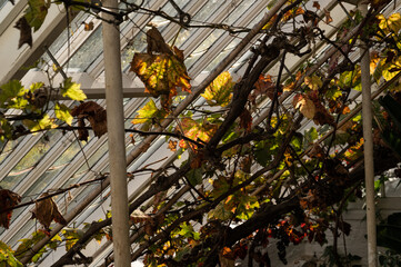 Autumn vines in the greenhouse sun
