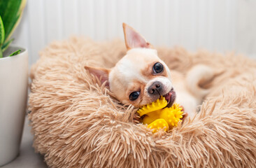 A light-colored chihuahua dog lies in a dog bed. He gnaws a yellow toy. There is a green vase in the room. The photo is blurred