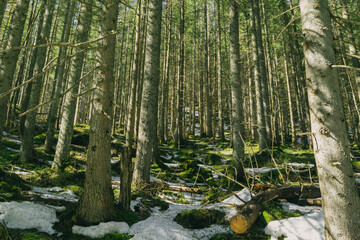 dense forest