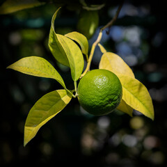 Lemon growing on tree