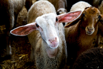 Agricultural cooperative in Beit Furik, West Bank, Palestine, co-financed by a loan from ACAD Finance..Sheep.