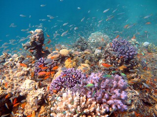 red sea fish and coral reef