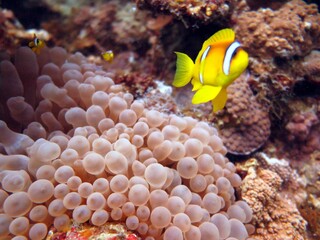 Fototapeta na wymiar red sea clown fish
