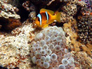 red sea clown fish