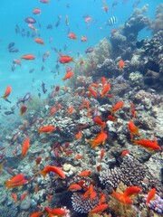 red sea fish and coral reef