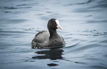 Eurasian coot (Fulica atra), common coot, Australian coot swim in the lake. It is largely black bird with the white bill and frontal shield and red eyes. Close-up portrait.