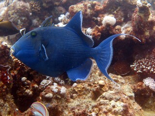 Red sea sea parrot, trigger, and lion fish 