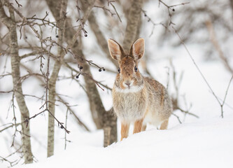 Eastern cottontail rabbit sitting in the snow in a winter forest in Canada - 584676712