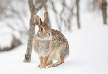 Eastern cottontail rabbit sitting in the snow in a winter forest in Canada © Jim Cumming