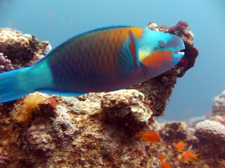 Red sea sea parrot, trigger, and lion fish 