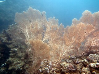 Fototapeta na wymiar Gorgonian Sea fan of red sea