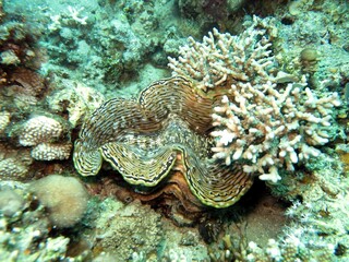 Red sea colorful giant clam shells