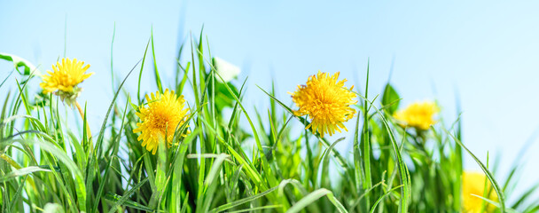 green grass and wild flowers in field,  natural landscape background in spring