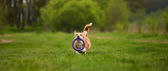 Happy Welsh Corgi Pembroke dog playing with puller in the spring park