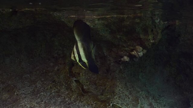 Baby Bat fish hides swimming under rock in shallow water, slow motion. Juvenile Batfish (Platax orbicularis) swims in surf zone hiding on rocky reef background