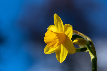 Bright yellow flower of Narcissus, a genus of spring flowering perennial plants of the amaryllis family. Daffodil or jonquil are common names. Macro close up on a blue sky sunny day in Germany.