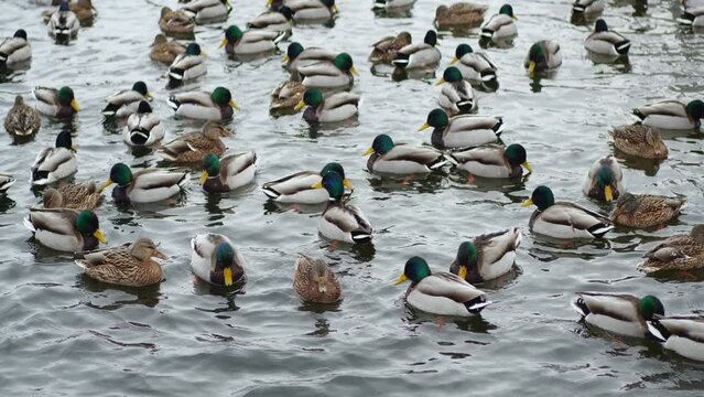 Ducks swimming in the winter lake. Many ducks swimming in the winter lake. Close up.