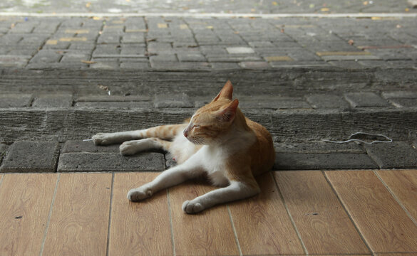 One single female stray wild cat in indonesia isolated animal photo on landscape background. Sleeping cat laying on the ground isolated on brick and wooden flooring ground.