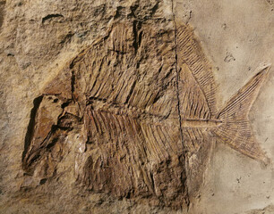 fish fossil texture