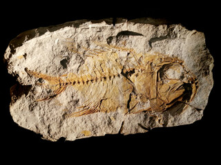 Fototapeta premium fish fossil texture